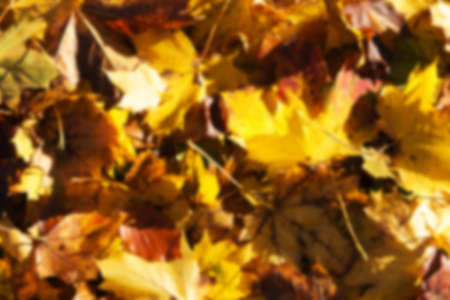 Colourful autumn leaves in a range orange yellow and brown Out of focus.