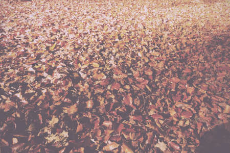Colourful autumn leaves in a range orange yellow and brown Vintage Retro Filter.