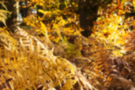 Golden fern leaves in an autumn woodland scene Out of focus.の写真素材