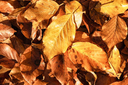 autumn leavesの写真素材