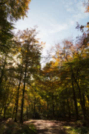 Woodland scene with autumn leaves in yellow and brown, Out of focus.の写真素材