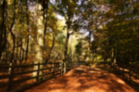 Woodland scene with autumn leaves in yellow and brown, Out of focus.の写真素材