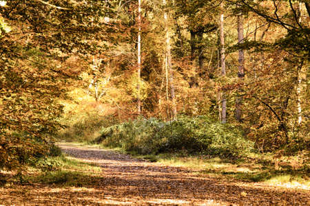 Woodland scene with autumn leaves in yellow and brownの写真素材