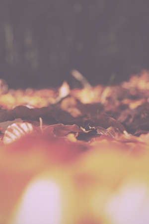 Colourful autumn leaves in a range orange yellow and brown Vintage Retro Filter.