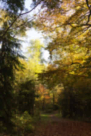Woodland scene with autumn leaves in yellow and brown, Out of focus.の写真素材