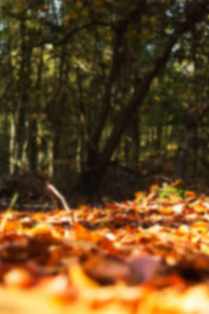 Colourful autumn leaves in a range orange yellow and brown Out of focus.の写真素材
