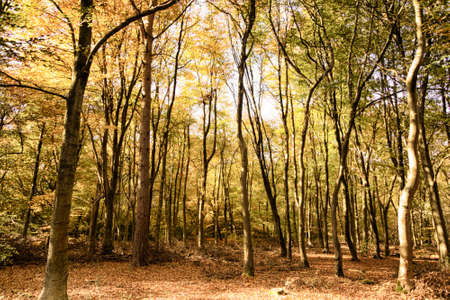 Woodland scene with autumn leaves in yellow and brownの写真素材