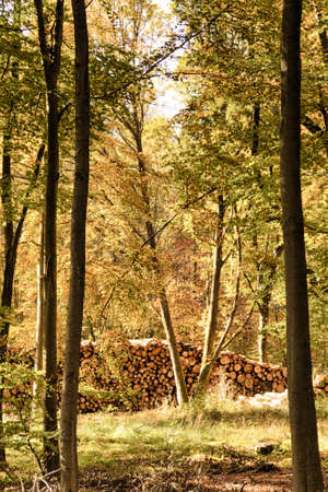 Woodland scene with autumn leaves in yellow and brownの写真素材