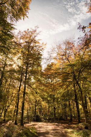 Woodland scene with autumn leaves in yellow and brownの写真素材