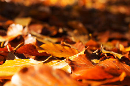Colourful autumn leaves in a range orange yellow and brownの写真素材
