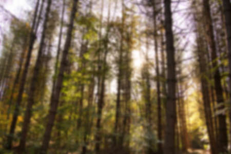 Woodland scene with autumn leaves in yellow and brown, Out of focus.の写真素材