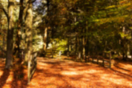 Woodland scene with autumn leaves in yellow and brown, Out of focus.の写真素材