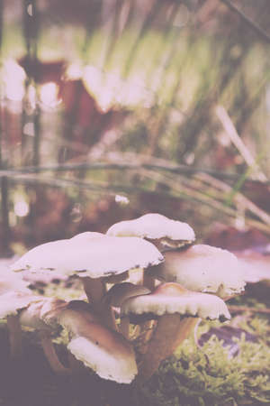 Close up of toadstools growing on a woodland floor Vintage Retro Filter.の写真素材