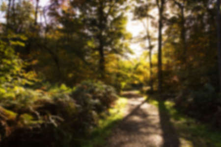 Woodland scene with autumn leaves in yellow and brown, Out of focus.の写真素材