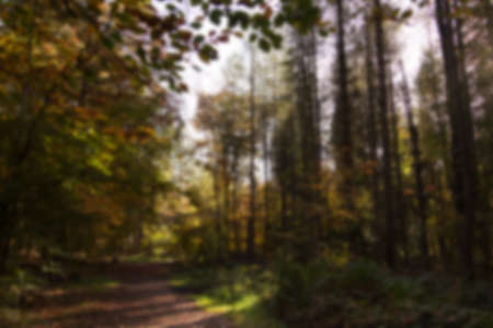 Woodland scene with autumn leaves in yellow and brown, Out of focus.の写真素材