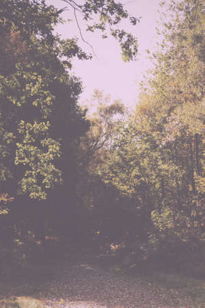 Woodland scene with autumn leaves in yellow and brown Vintage Retro Filter.の写真素材