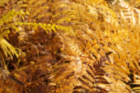 Golden fern leaves in an autumn woodland scene Out of focus.の写真素材