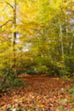 Woodland scene with autumn leaves in yellow and brown Out of focus.の写真素材