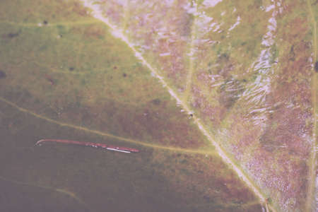 Close up of frozen autumn leaves with ice on them Vintage Retro Filter.の写真素材