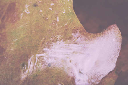 Close up of frozen autumn leaves with ice on them Vintage Retro Filter.の写真素材