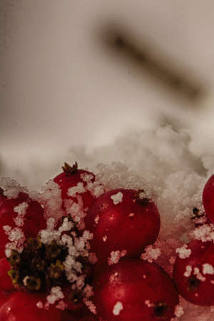 Bright red berries covered in fluffy white snow HDR Filter.の写真素材