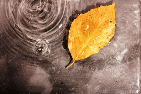 Bright colourful autumn leaf floating in water with ripples HDR Filter.