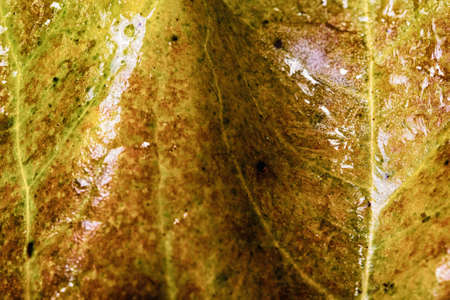 Close up of frozen autumn leaves with ice on them HDR Filter.