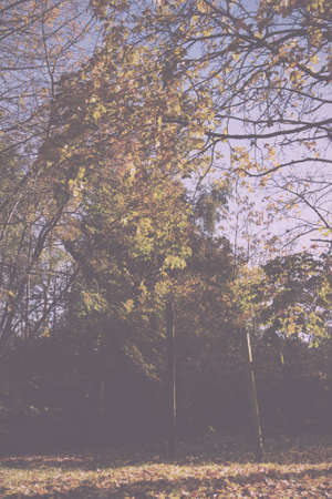 Woodland scene with autumn leaves in yellow and brown Vintage Retro Filter.の写真素材