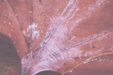 Close up of frozen autumn leaves with ice on them Vintage Retro Filter.の写真素材