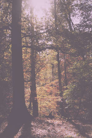 Woodland scene with autumn leaves in yellow and brown Vintage Retro Filter.の写真素材
