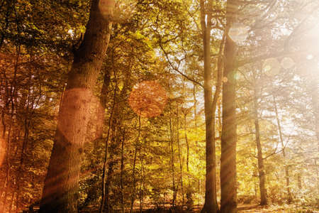 Colourful autumn woodland scene with abstract lens flare HDR Filter.の写真素材