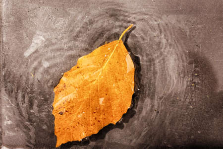 Bright colourful autumn leaf floating in water with ripples HDR Filter.の写真素材