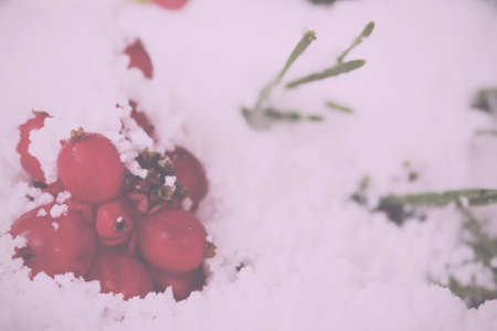 Bright red berries covered in fluffy white snow Vintage Retro Filter.の写真素材