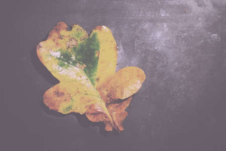 Bright colourful autumn leaf floating in water with ripples Vintage Retro Filter.