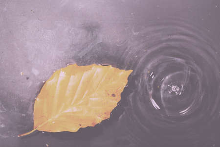 Bright colourful autumn leaf floating in water with ripples Vintage Retro Filter.の写真素材