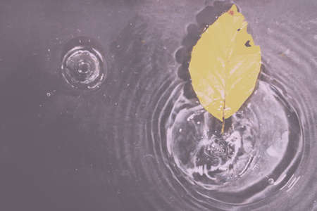 Bright colourful autumn leaf floating in water with ripples Vintage Retro Filter.の写真素材