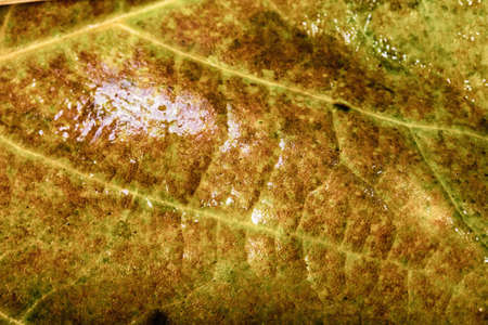 Close up of frozen autumn leaves with ice on them HDR Filter.の写真素材