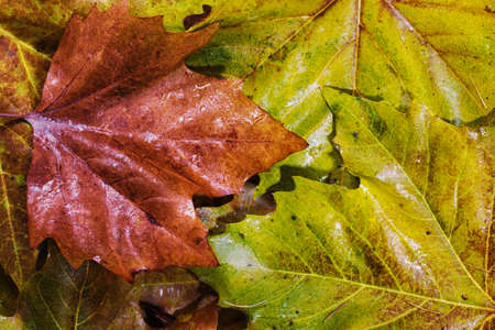 Close up of frozen autumn leaves with ice on them HDR Filter.