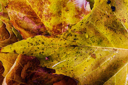 Close up of frozen autumn leaves with ice on them HDR Filter.