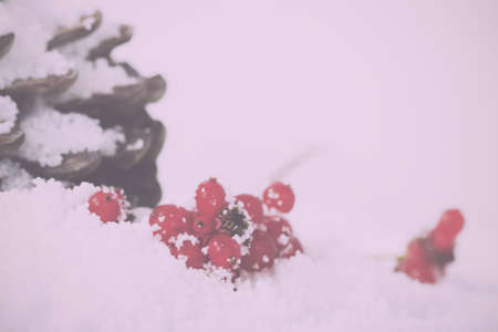 Pine cone and red berries covered in white snow Vintage Retro Filter.の写真素材