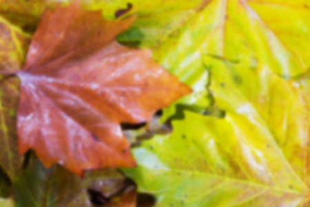 Close up of frozen autumn leaves with ice on them Out of focus.