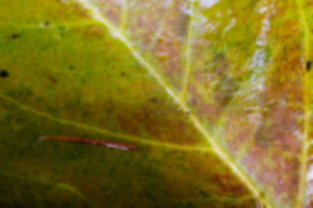 Close up of frozen autumn leaves with ice on them Out of focus.