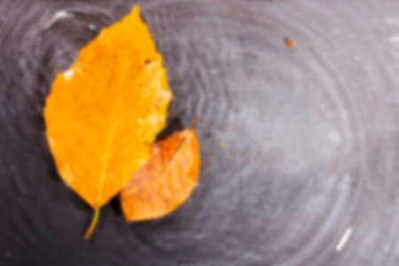 Bright colourful autumn leaf floating in water with ripples Out of focus.の写真素材