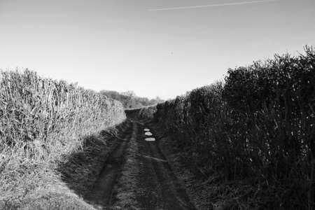Muddy country path with hedges on both sides
