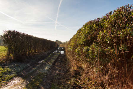 Muddy country path with hedges on both sidesの写真素材