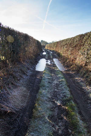 Muddy country path with hedges on both sidesの写真素材
