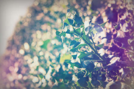 Close up of holly with a shallow depth of fieldの写真素材