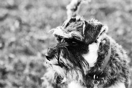 close up playful schnauzer dog in the countrysideの写真素材