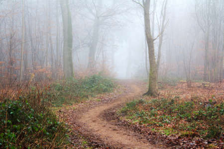 English woodland on a foggy misty January morningの写真素材