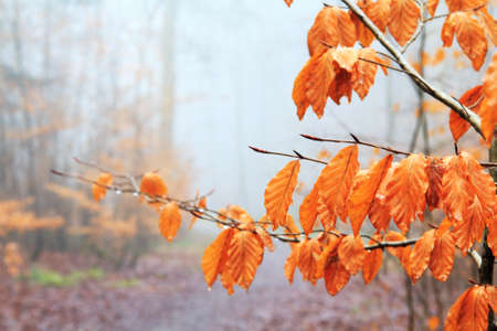 English woodland on a foggy misty January morningの写真素材